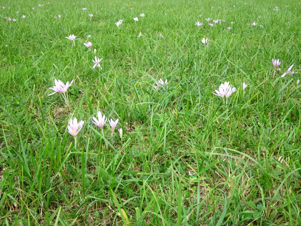 20120918Herbstzeitlose_Hockenheim5