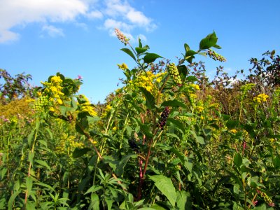 20120922Phytolacca_americana_-_Solidago_canadensis4