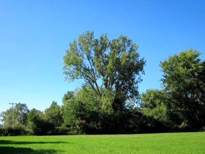 20120907Pappel_Silz1