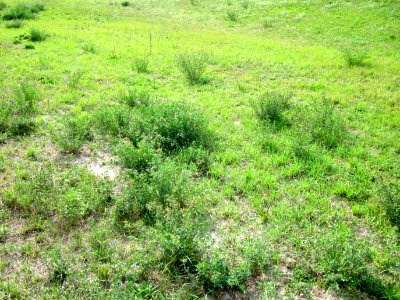 20120918Medicago_×_varia1