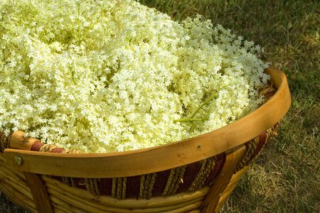 Making elderflower cordial country crafts summertime