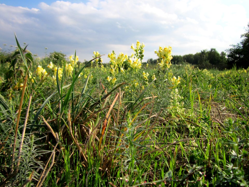 20120922Linaria_vulgaris3