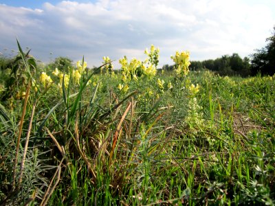 20120922Linaria_vulgaris3