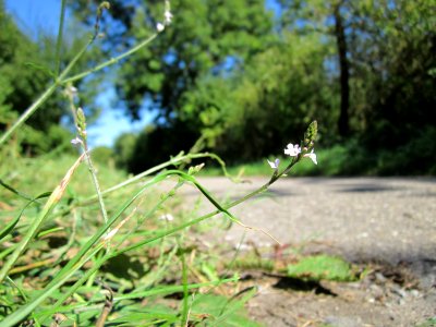 20120907Verbena_officinalis1