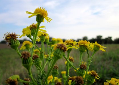 20120923Jacobaea_vulgaris2