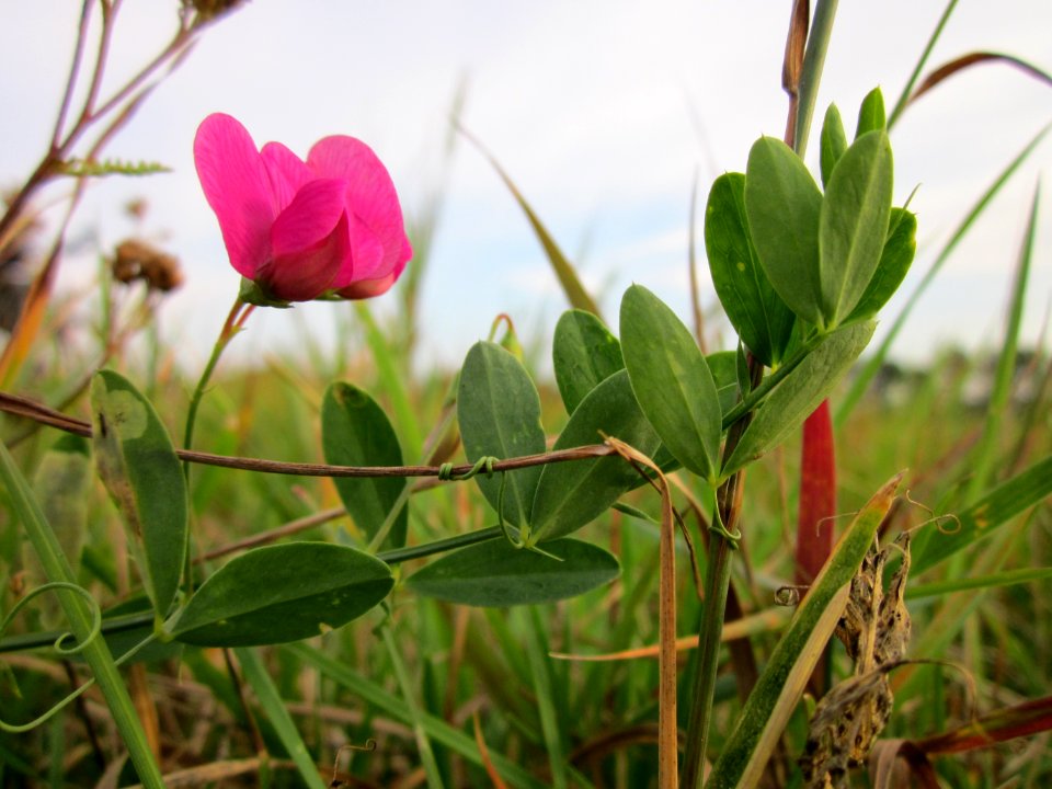 20120923Lathyrus_tuberosus1