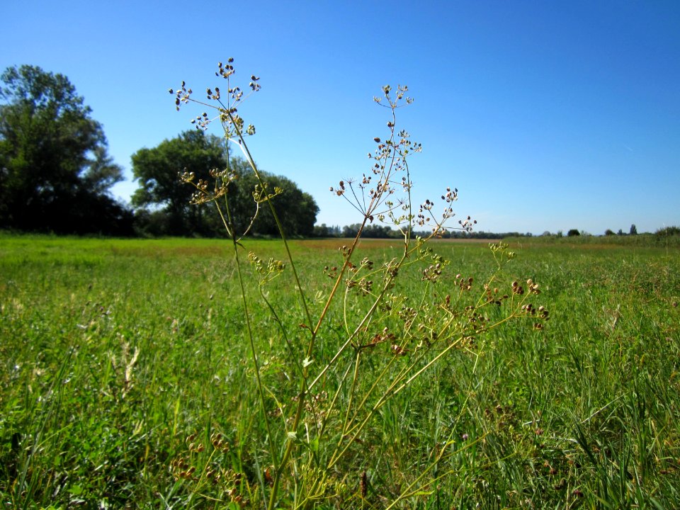 20120908Pastinak_Hockenheim2