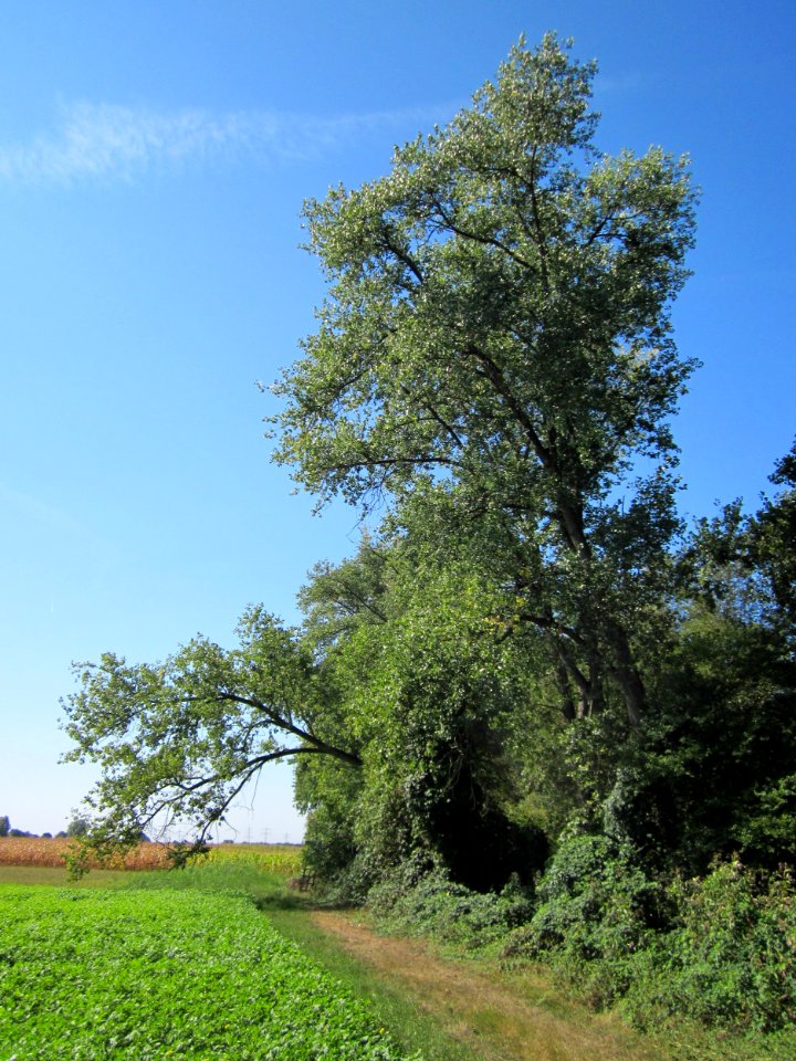20120909Marlach1