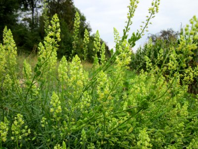 20120923Gelber_Wau_Hockenheimer_Rheinbogen1