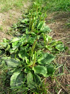 20120921Plantago_major1