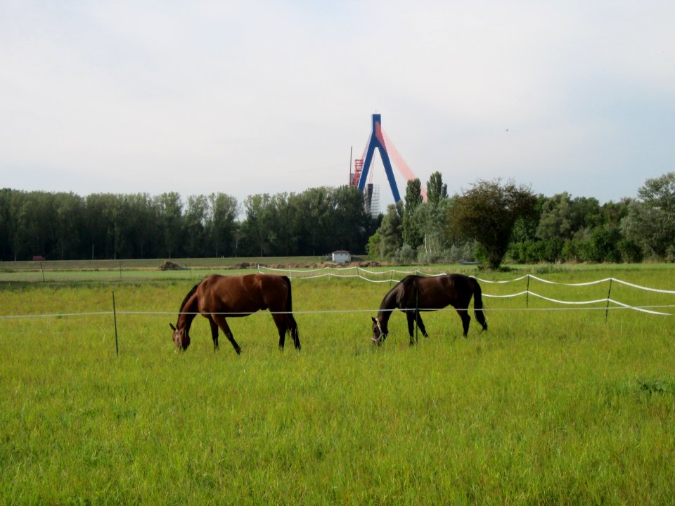 20120921Pferde_Hockenheimer_Rheinbogen