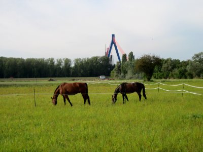 20120921Pferde_Hockenheimer_Rheinbogen
