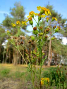 20120921Jacobaea_vulgaris16