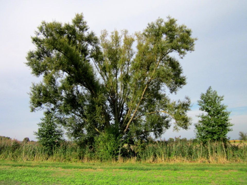 20120921Silberweide_Hockenheim3