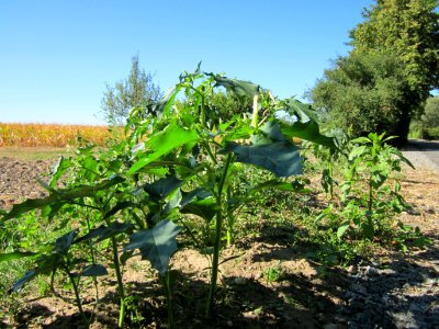 20120908Datura_stramonium1