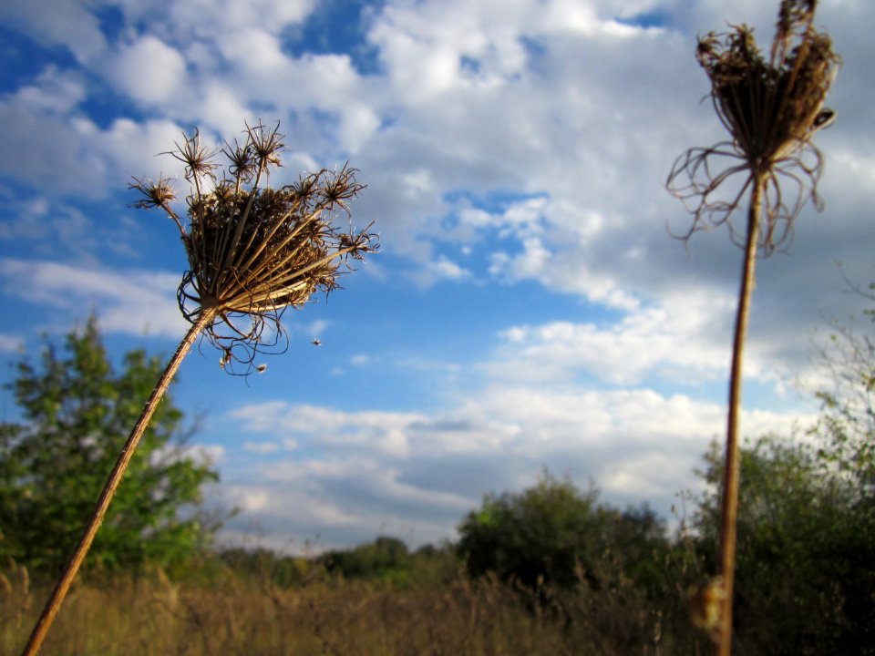 20120922Daucus_carota2