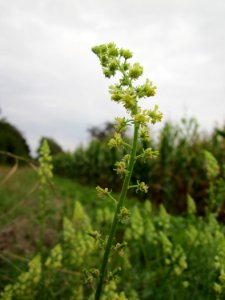 20120923Gelber_Wau_Hockenheimer_Rheinbogen4