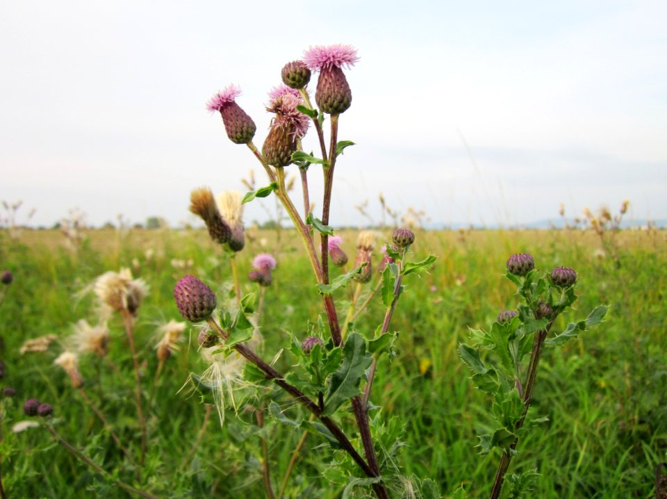 20120923Distel_Hockenheimer_Rheinbogen1