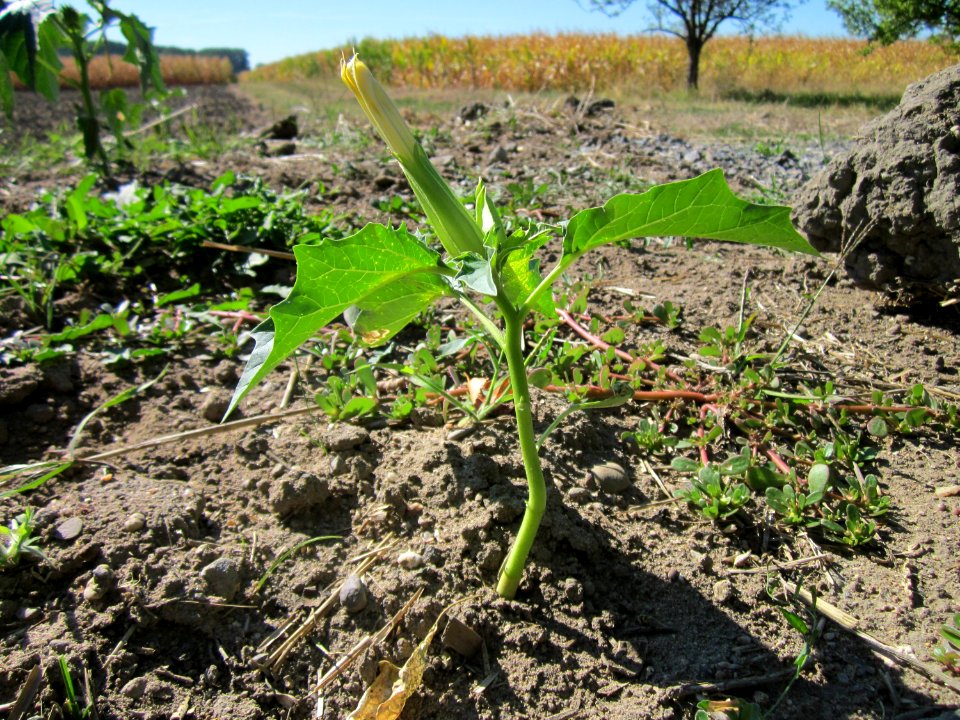 20120908Datura_stramonium4