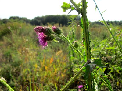 20120922Carduus_acanthoides2