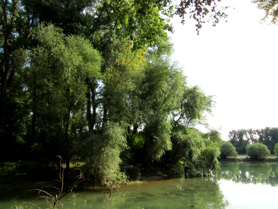 20120909Rheinauen_Altlussheim2