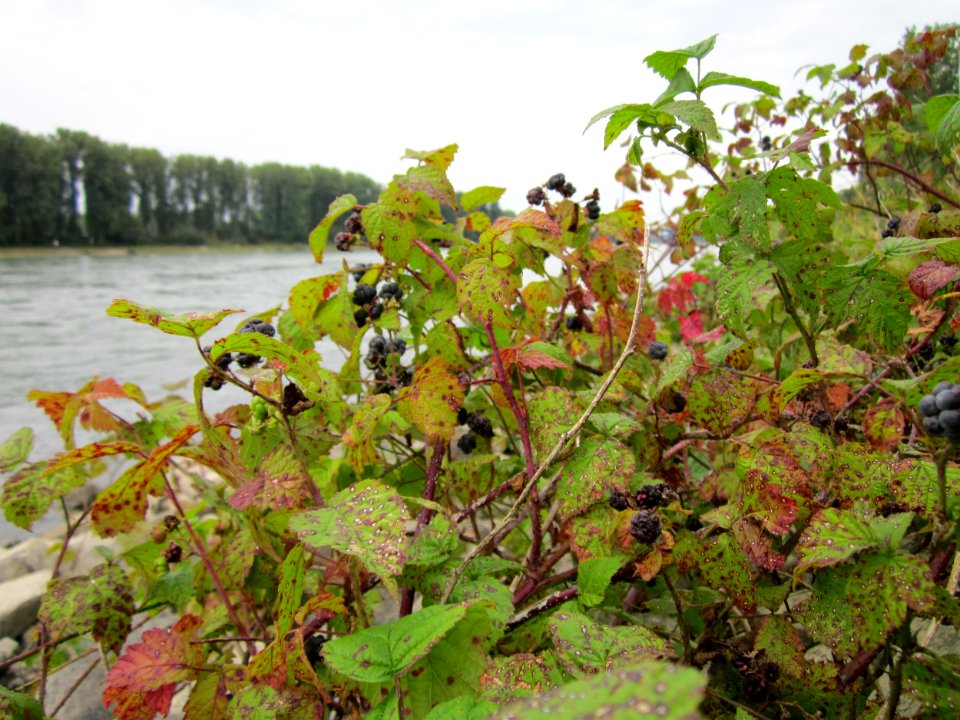 20120923Rhein_Hockenheim