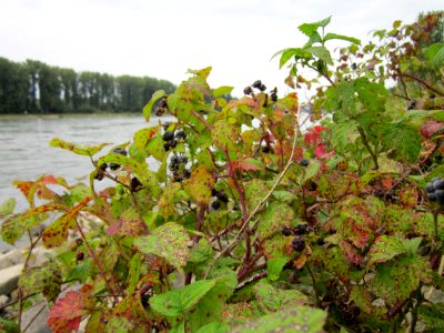 20120923Rhein_Hockenheim