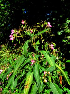 20120909Impatiens_glandulifera3