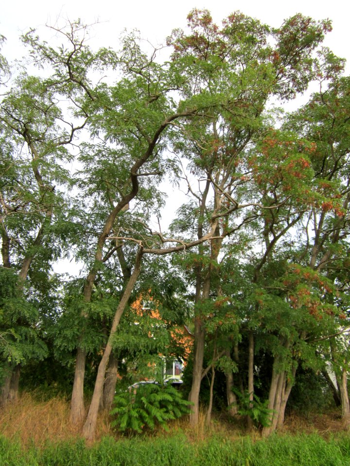 20120921Robinia_pseudoacacia3