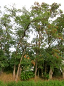 20120921Robinia_pseudoacacia3