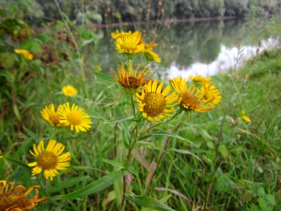 20120923Rheinauenwald_Altlussheim11