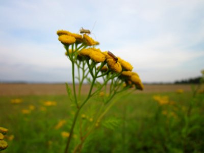 20120923Rainfarn_Hockenheim4