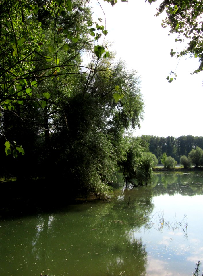20120909Rheinauen_Altlussheim3