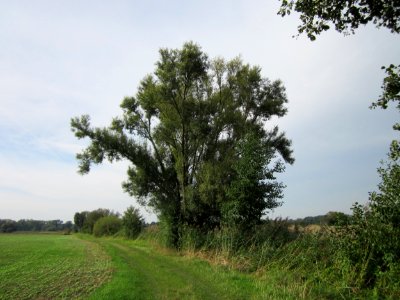 20120921Silberweide_Hockenheim2