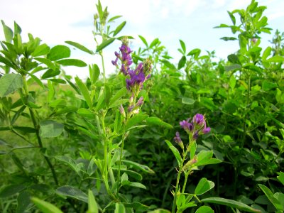 20120921Medicago_-_Feld3