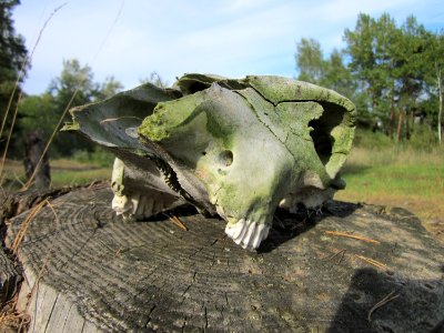 20120921Tongruben_Siegelhain22