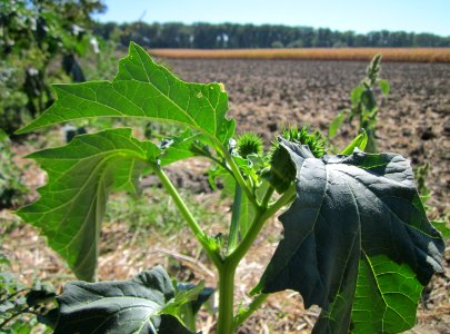 20120908Datura_stramonium3