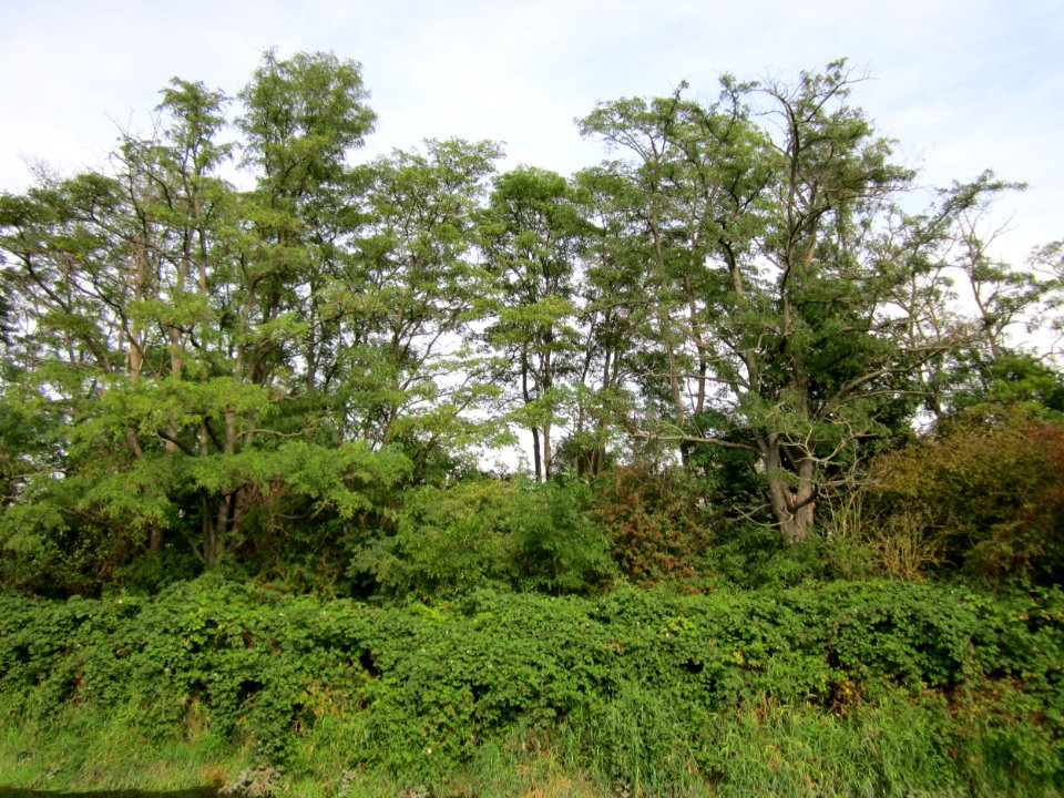 20120921Robinia_pseudoacacia1