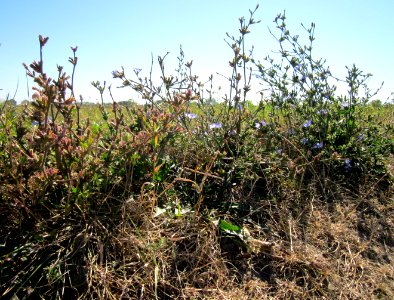 20120908Wegwarte_Hockenheim3