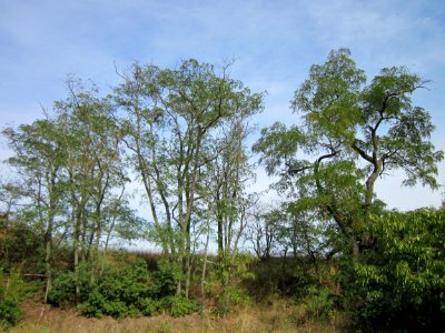 20120921Robinia_pseudoacacia5