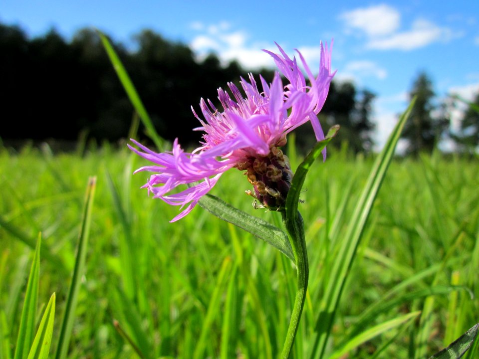 20120919Wiesen-Flockenblume_Hockenheim2