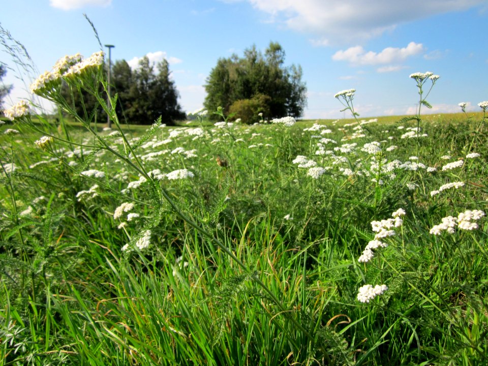 20120922Achillea_millefolium2