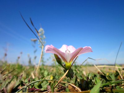 20120909Convolvulus_arvensis1