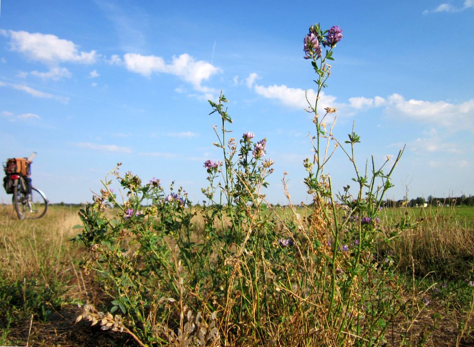 20120909Medicago_×_varia1