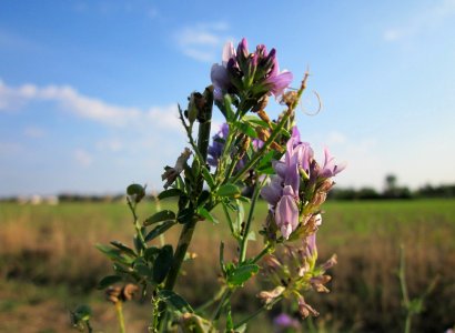 20120909Medicago_×_varia3