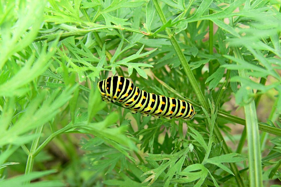 Larva butterfly caterpillar green