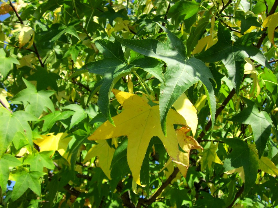 20120817Amberbaum_Hockenheim6
