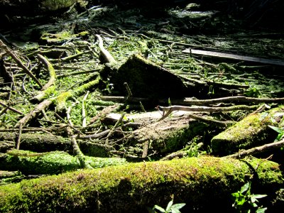 20120908Rheinauen_Altlussheim03