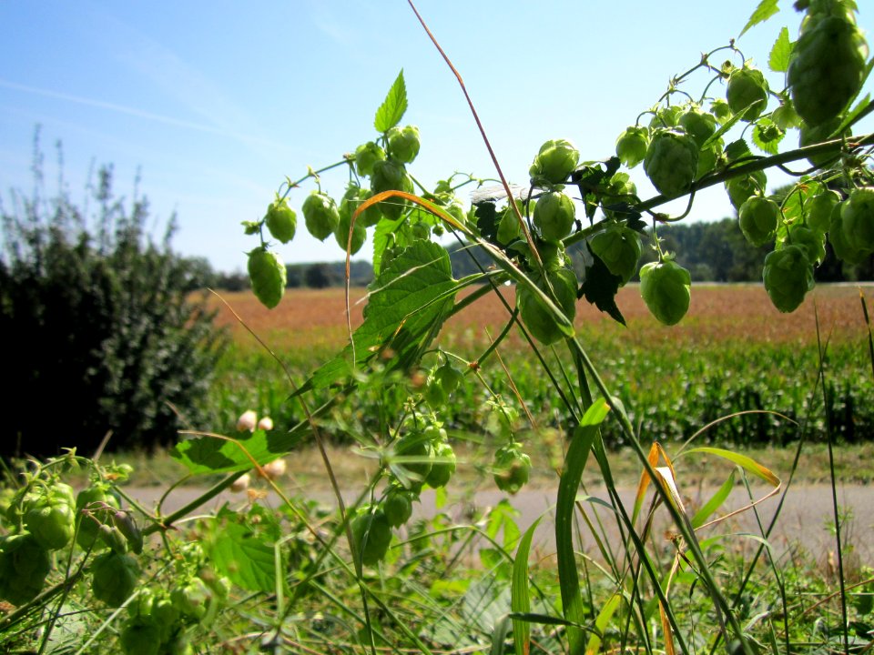 20120909Hopfen_Hockenheimer_Rheinbogen4