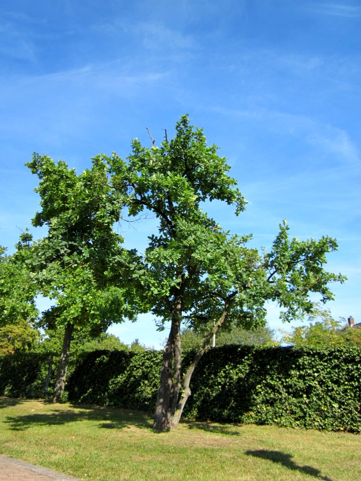 20120817Eiche_Hockenheim05